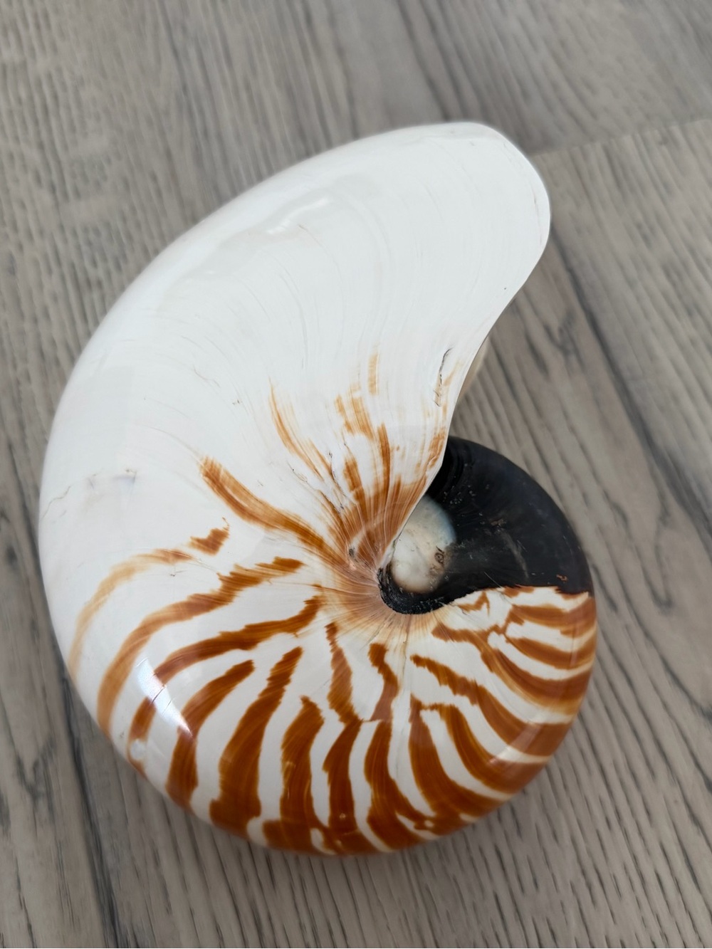 Tiger Chambered Nautilus Shell 7.5” Natural Coastal Nautical Beach Ocean Decor